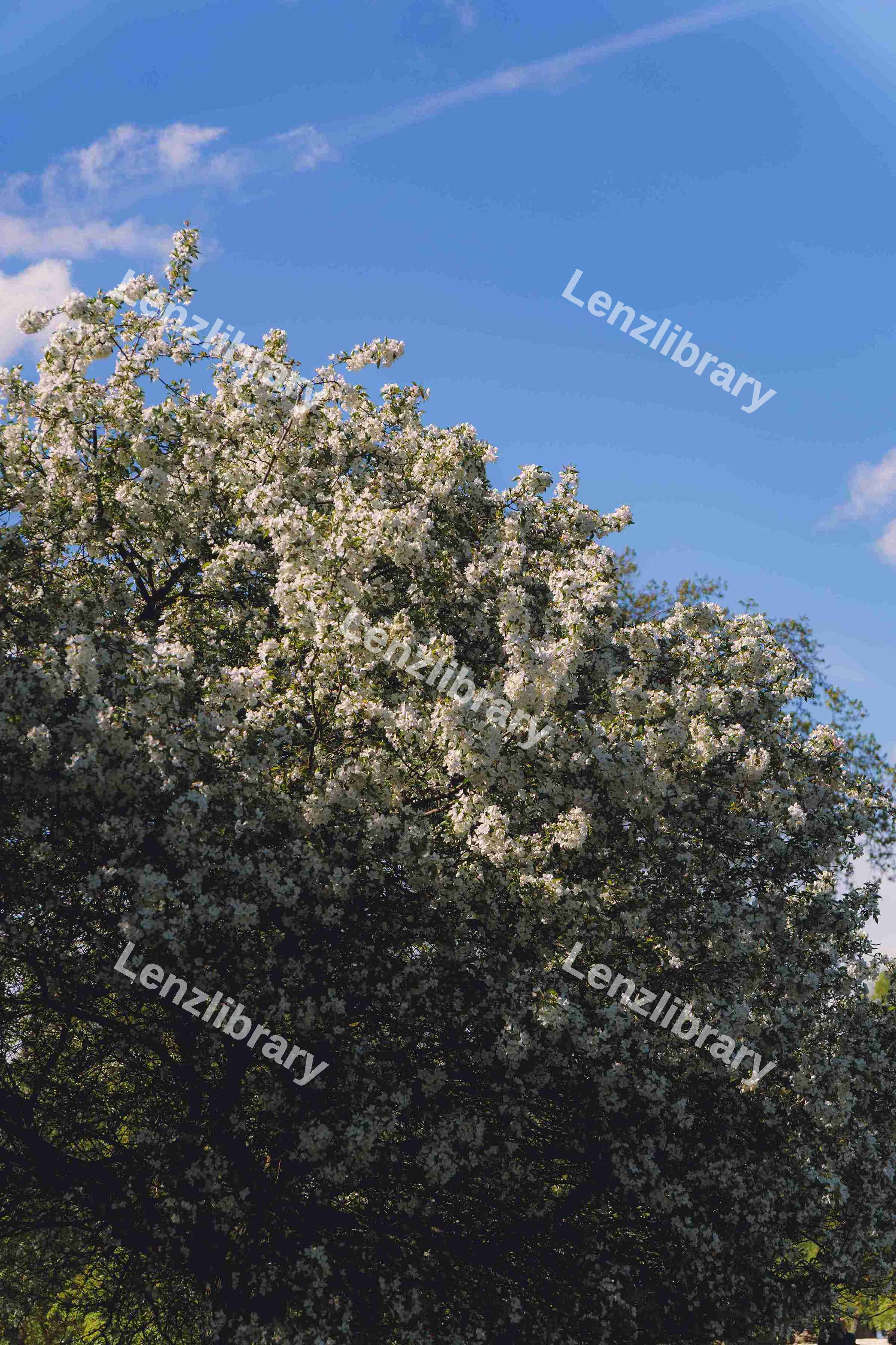 Cherry Blossom Tree (Variation)